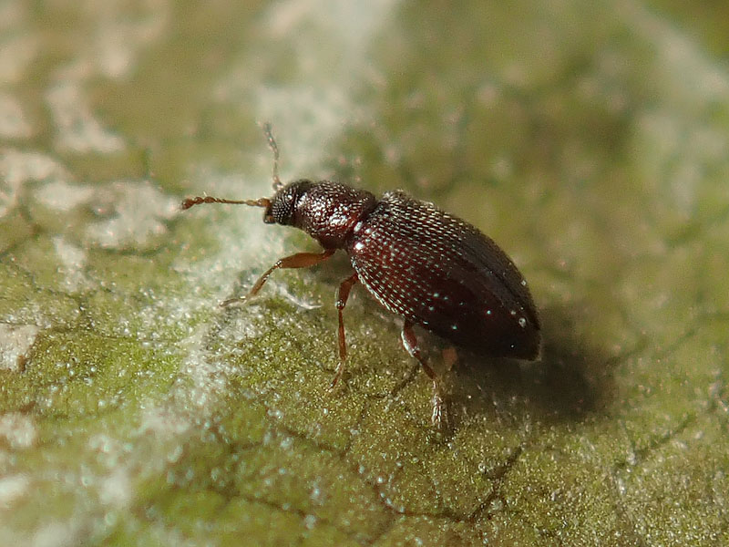 Latridiidae ??  S ! Cortinicara gibbosa